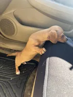 Molly, a female Miniature Dachshund for sale in Ontario, CA – Photo 6 of 9