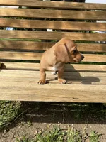 Molly, a female Miniature Dachshund for sale in Ontario, CA – Photo 8 of 9