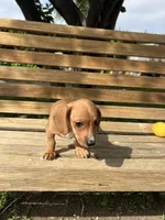 Molly, a female Miniature Dachshund for sale in Ontario, CA – Photo 2 of 9