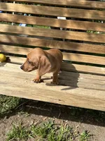 Molly, a female Miniature Dachshund for sale in Ontario, CA – Photo 7 of 9