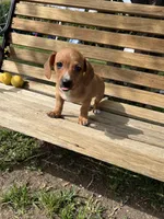 Molly, a female Miniature Dachshund for sale in Ontario, CA – Photo 1 of 9