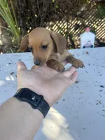 Penny, a female Dachshund for sale in Ontario, CA – Photo 3 of 8