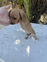 Penny, a female Dachshund for sale in Ontario, CA – Photo 4 of 8