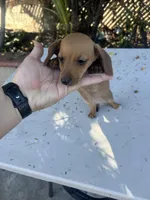 Penny, a female Dachshund for sale in Ontario, CA – Photo 2 of 8