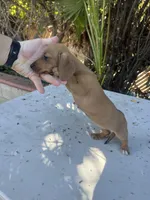 Penny, a female Dachshund for sale in Ontario, CA – Photo 7 of 8