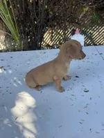 Penny, a female Dachshund for sale in Ontario, CA – Photo 8 of 8