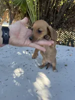 Penny, a female Dachshund for sale in Ontario, CA – Photo 6 of 8