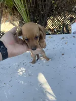 Penny, a female Dachshund for sale in Ontario, CA – Photo 5 of 8