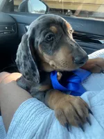 Cassy, a female Dachshund for sale in Ontario, CA – 5 of 5
