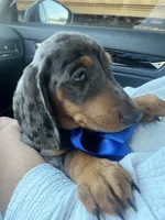 Cassie, a female Miniature Dachshund for sale in Ontario, CA – 5 of 7