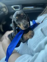 Cassie, a female Miniature Dachshund for sale in Ontario, CA – 1 of 7