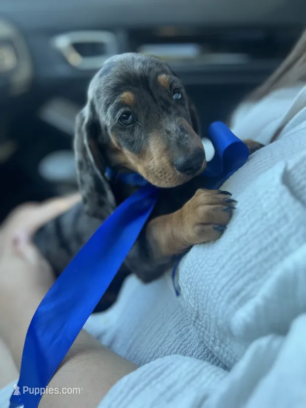 Cassy – Dachshund puppy for sale in Ontario, CA