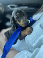 Cassy, a female Dachshund for sale in Ontario, CA – 1 of 5