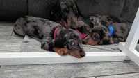 Cassie, a female Miniature Dachshund for sale in Ontario, CA – 2 of 7