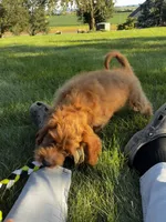 Bruno, a male Cavapoo and Poodle - Miniature  for sale in Leola, PA – 4 of 7