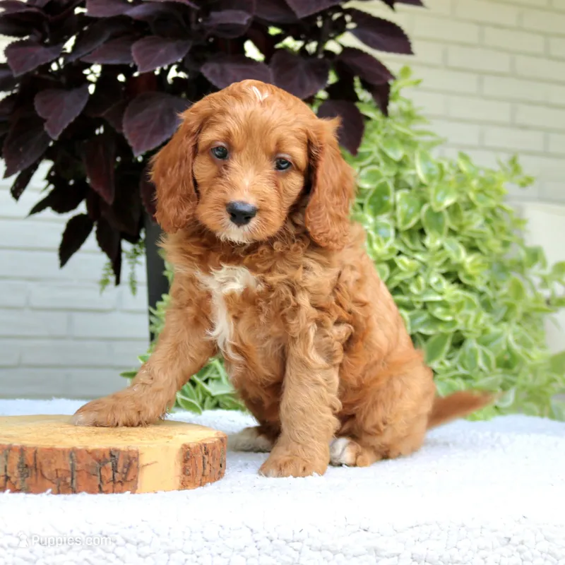 Bruno – Cavapoo, Poodle - Miniature  puppy for sale in Leola, PA
