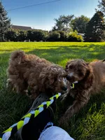 Bruno, a male Cavapoo and Poodle - Miniature  for sale in Leola, PA – 5 of 7