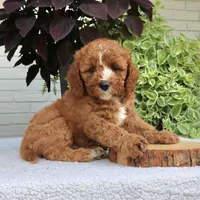 Bentley, a male Cavapoo and Poodle - Miniature  for sale in Leola, PA – 6 of 6