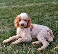 Bruno, a male Cavapoo and Poodle - Miniature  for sale in Leola, PA – 6 of 7