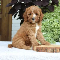 Bentley, a male Cavapoo and Poodle - Miniature  for sale in Leola, PA – 3 of 6