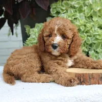 Bentley, a male Cavapoo and Poodle - Miniature  for sale in Leola, PA – 2 of 6