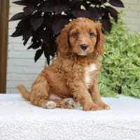 Bruno, a male Cavapoo and Poodle - Miniature  for sale in Leola, PA – 3 of 7