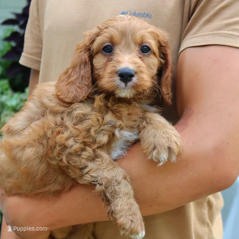Bruno – Cavapoo, Poodle - Miniature  puppy for sale in Leola, PA