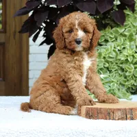 Bentley, a male Cavapoo and Poodle - Miniature  for sale in Leola, PA – 1 of 6