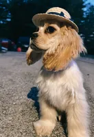 Akc benny, a male Cocker Spaniel for sale in Jonesboro, IL – 2 of 9