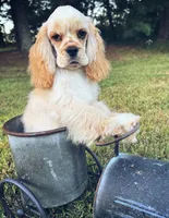 Akc benny, a male Cocker Spaniel for sale in Jonesboro, IL – 3 of 9