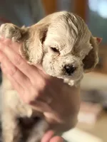 Akc mica , a female Cocker Spaniel for sale in Jonesboro, IL – 5 of 9