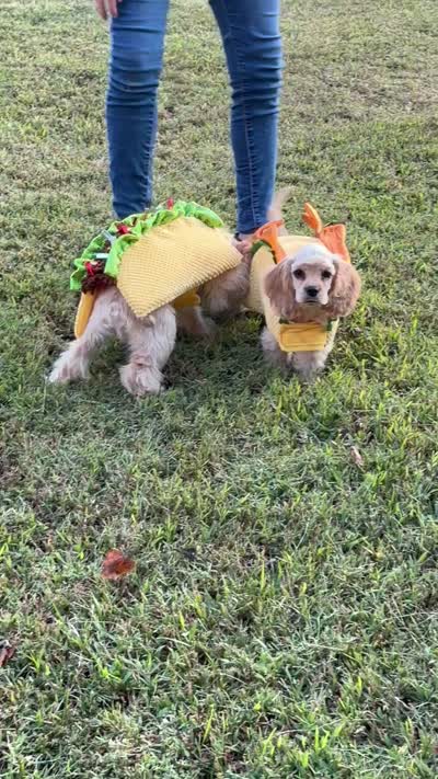 Akc benny, a male Cocker Spaniel for sale in Jonesboro, IL – 9 of 9