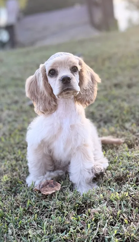 Akc Reba – Cocker Spaniel puppy for sale in Jonesboro, IL