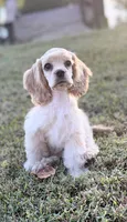 Akc Reba, a female Cocker Spaniel for sale in Jonesboro, IL – 1 of 9