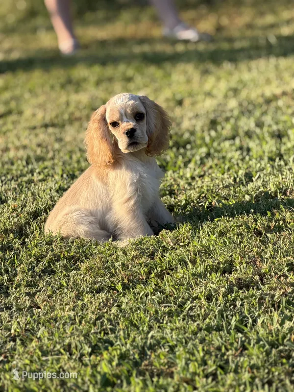 Akc benny – Cocker Spaniel puppy for sale in Jonesboro, IL