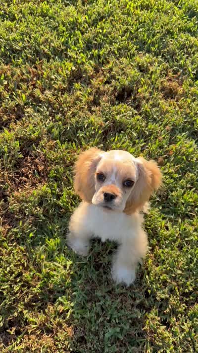 Akc benny, a male Cocker Spaniel for sale in Jonesboro, IL – 5 of 7