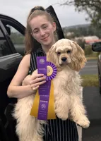 Akc mica , a female Cocker Spaniel for sale in Jonesboro, IL – 7 of 9