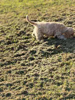 Akc Reba, a female Cocker Spaniel for sale in Jonesboro, IL – 4 of 7
