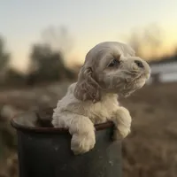 Akc Benjamin, a male Cocker Spaniel for sale in Jonesboro, IL – Photo 5 of 6