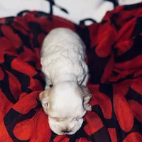 Akc Benjamin, a male Cocker Spaniel for sale in Jonesboro, IL – Photo 3 of 6