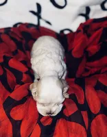 processed/d13c7b6f-fcac-403e-adb4-146118f1818a/listing/42fa2a02-6d98-4cbb-9345-29662449e947/179f43b4-fa49-45dd-b4c2-2c6d69e6ec73