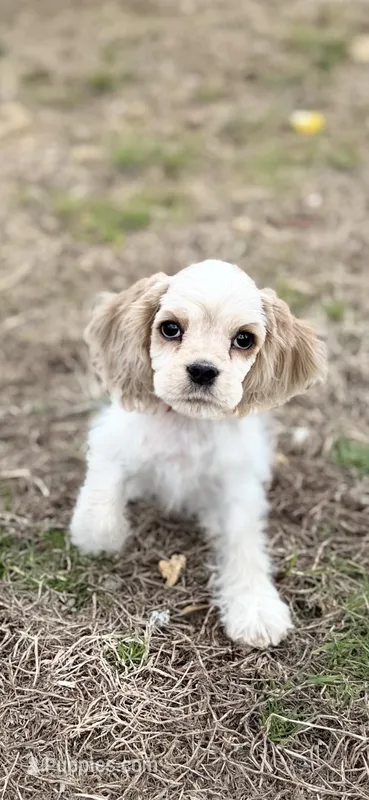 Akc Benjamin – Cocker Spaniel puppy for sale in Jonesboro, IL