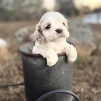 Akc Benjamin, a male Cocker Spaniel for sale in Jonesboro, IL – Photo 4 of 6