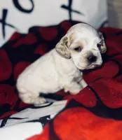 processed/d13c7b6f-fcac-403e-adb4-146118f1818a/listing/42fa2a02-6d98-4cbb-9345-29662449e947/5f0bfad8-24e9-4b9b-9b0f-e545e15fadeb