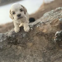 Akc Benjamin, a male Cocker Spaniel for sale in Jonesboro, IL – Photo 1 of 6