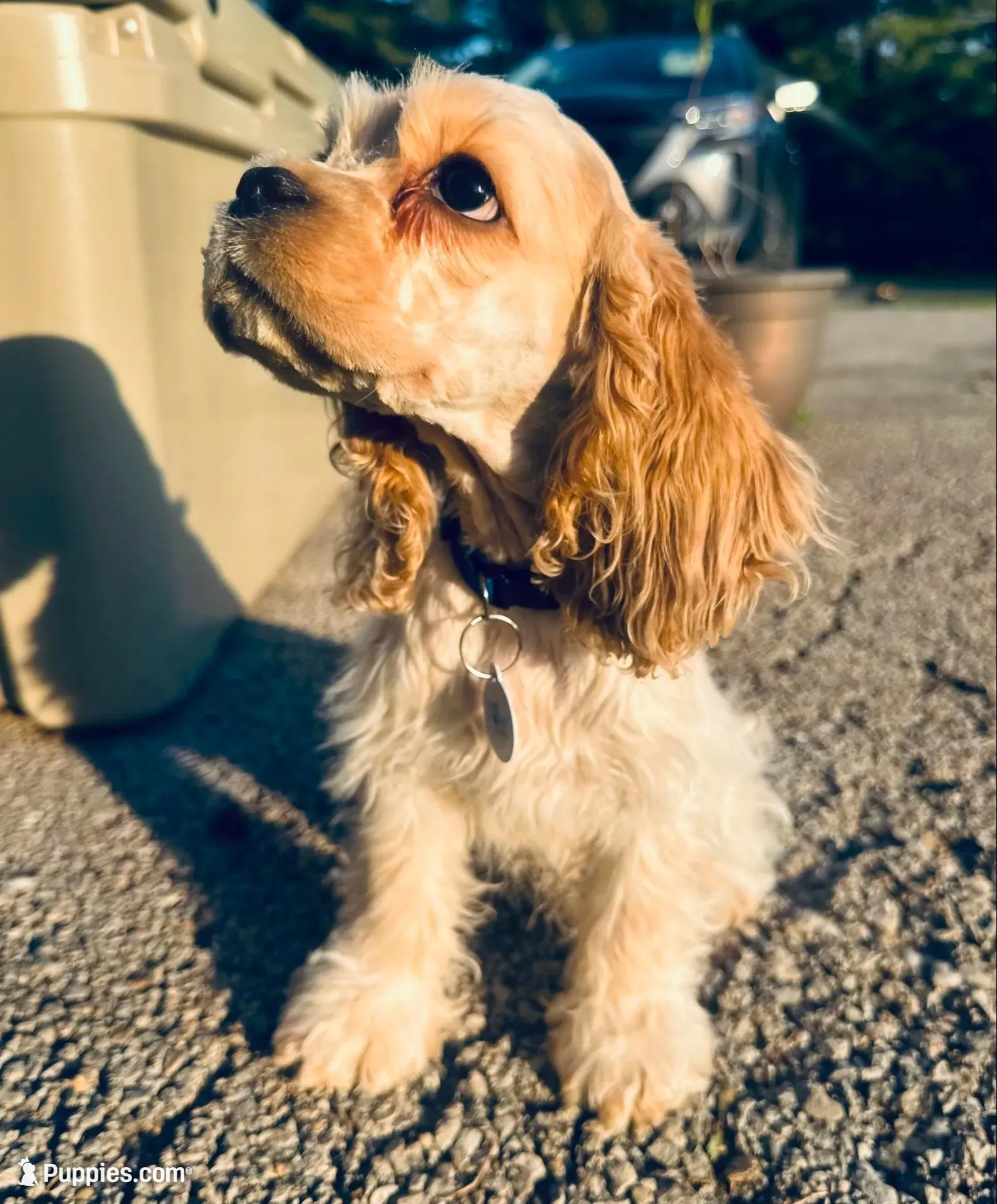 Akc red roan ch sire ch dam, a male Cocker Spaniel for sale in Jonesboro, IL – Photo 3 of 8