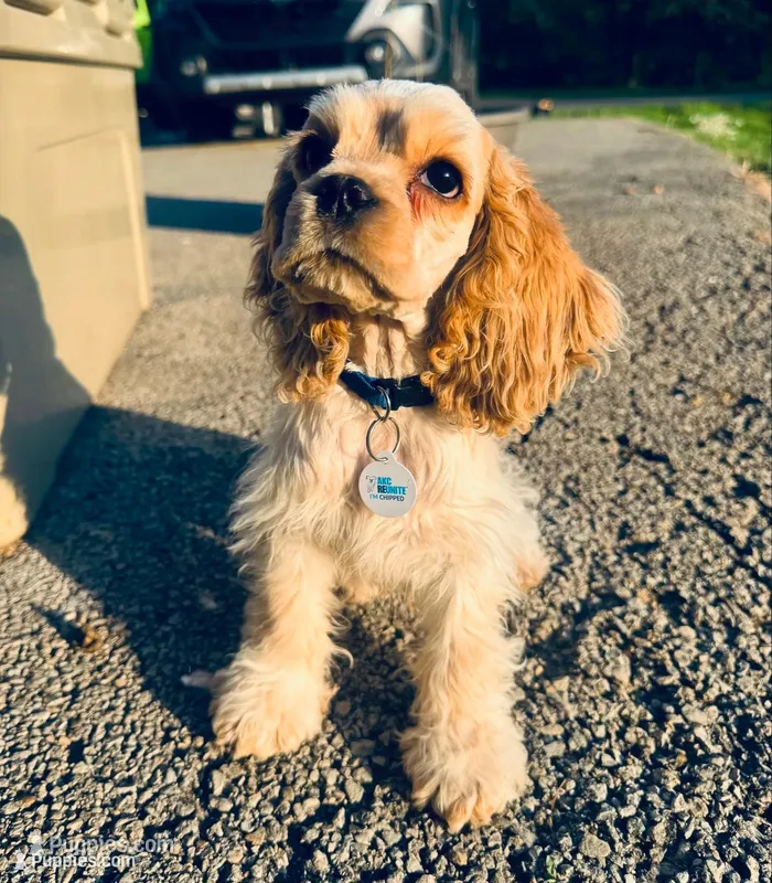 Akc red roan ch sire ch dam – Cocker Spaniel puppy for sale in Jonesboro, IL