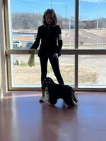 Akc red roan ch sire ch dam, a male Cocker Spaniel for sale in Jonesboro, IL – Photo 6 of 8