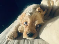 Akc red roan ch sire ch dam, a male Cocker Spaniel for sale in Jonesboro, IL – Photo 4 of 8