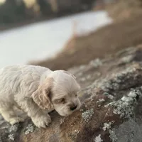 Akc Benjamin, a male Cocker Spaniel for sale in Jonesboro, IL – Photo 6 of 6